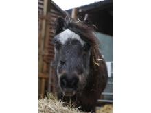 Whisper - Miniature Shetland pony